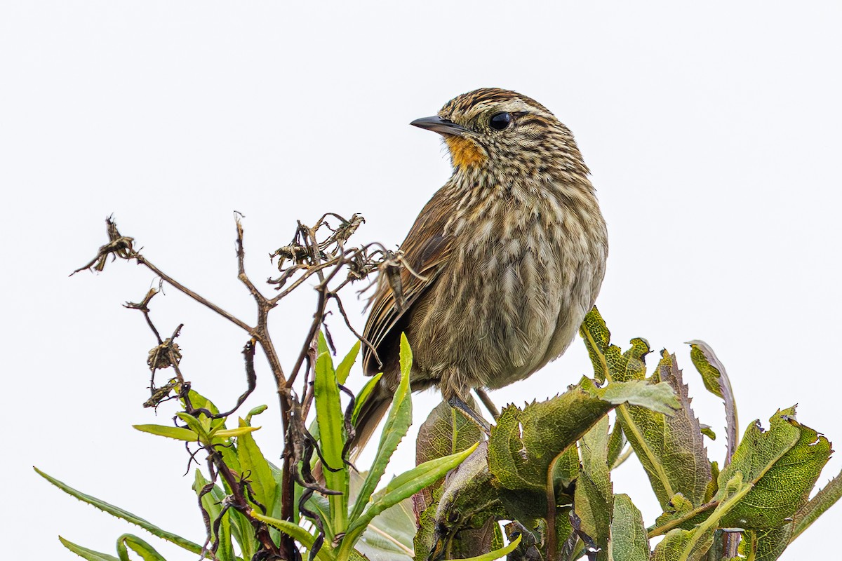 Line-fronted Canastero - Jose Juan Pamplona