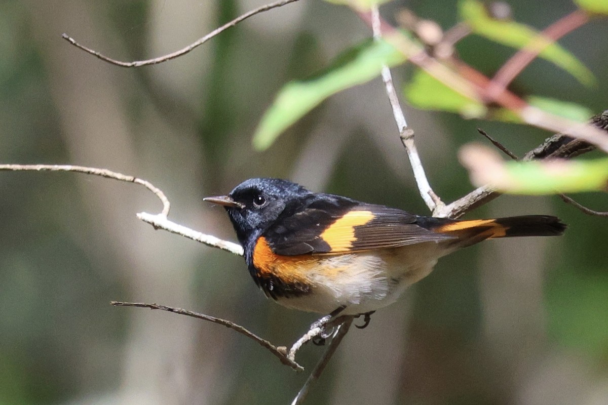 American Redstart - ML609723728