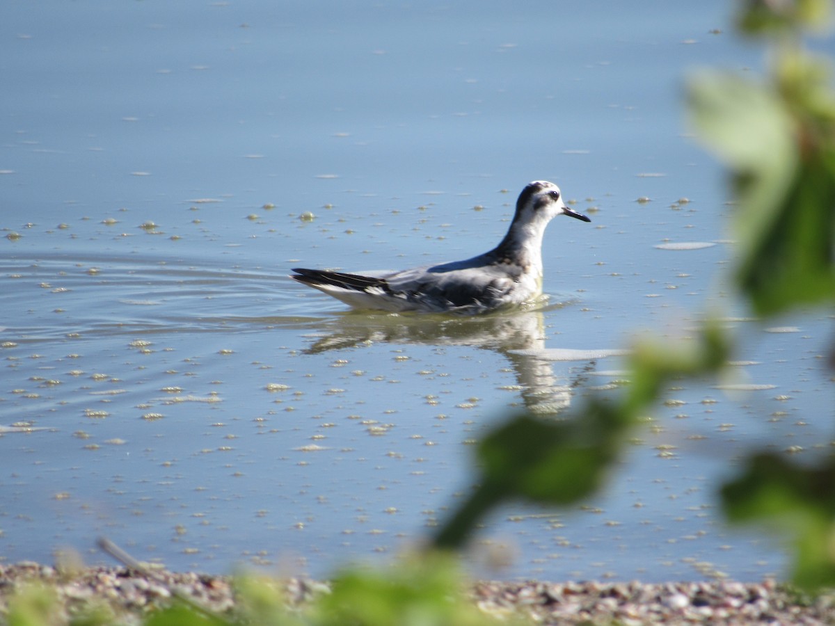 polarsvømmesnipe - ML609723744