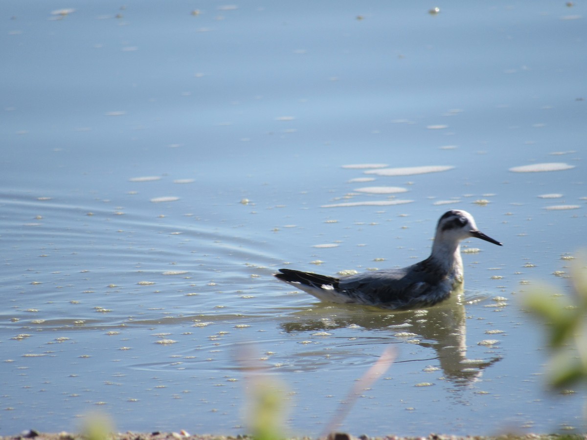 Red Phalarope - Shawn Johnson