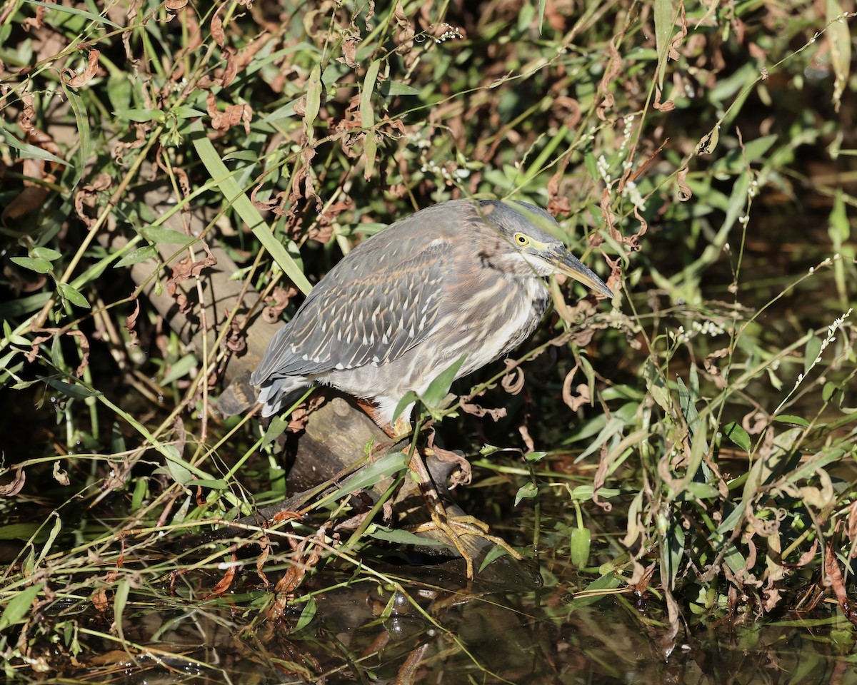 Green Heron - ML609723968