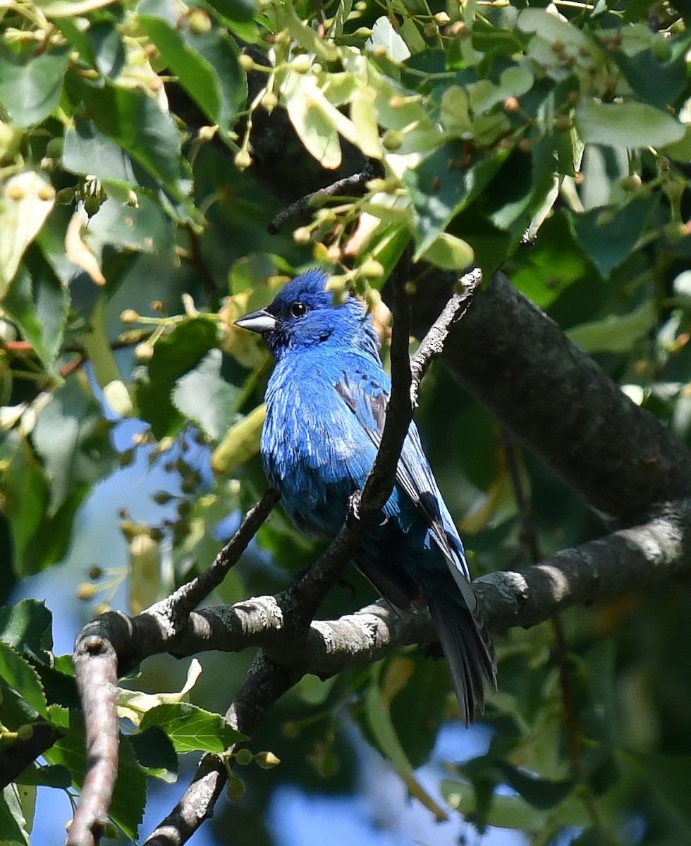 Indigo Bunting - ML609724011