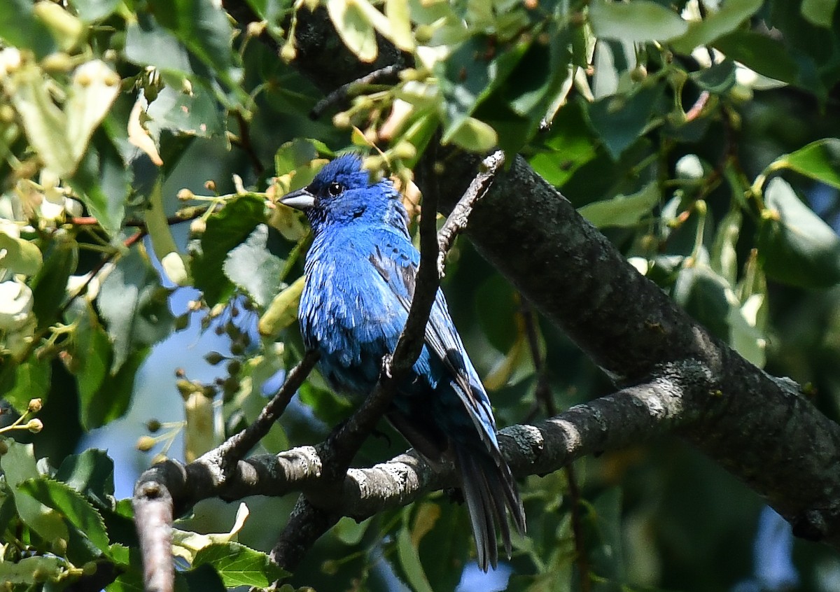 Indigo Bunting - ML609724012