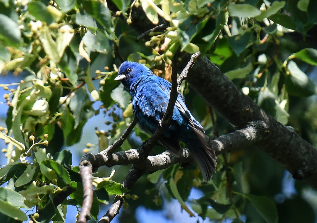 Indigo Bunting - ML609724013