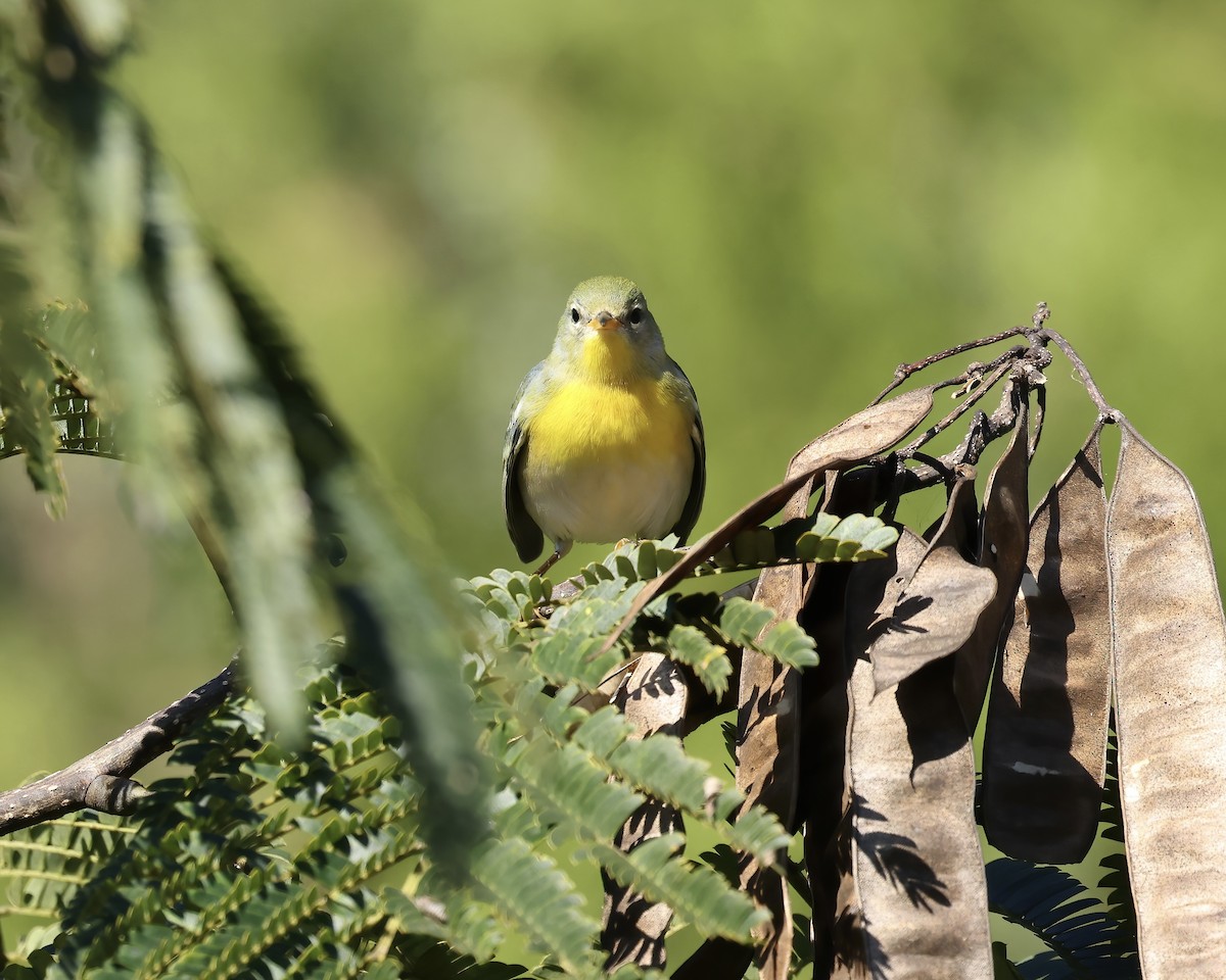 Northern Parula - ML609724014