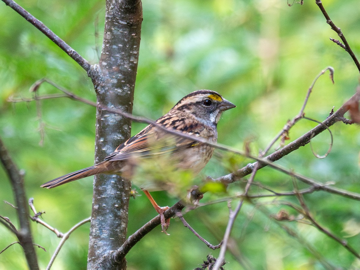 White-throated Sparrow - grizzly marmot