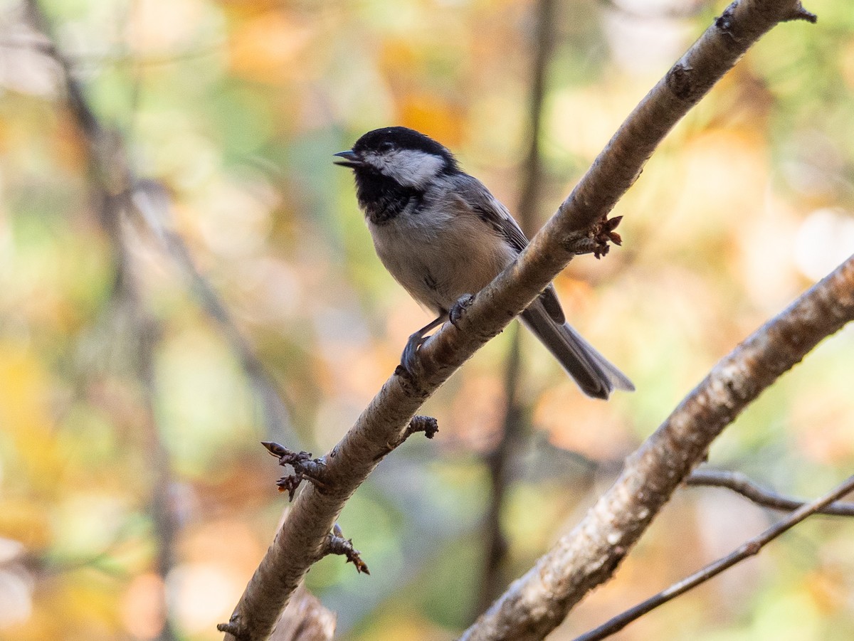 Black-capped Chickadee - grizzly marmot