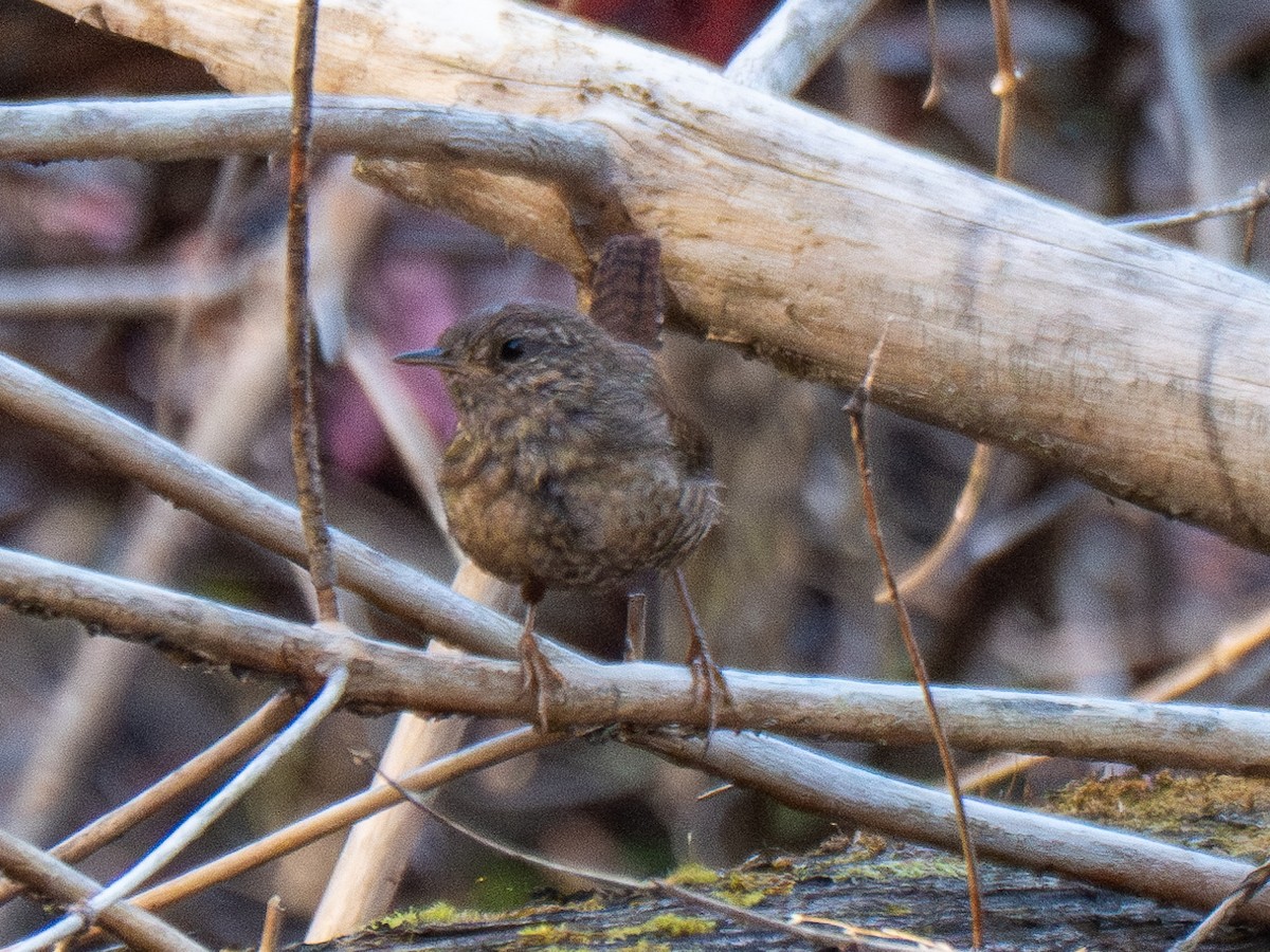 Winter Wren - grizzly marmot