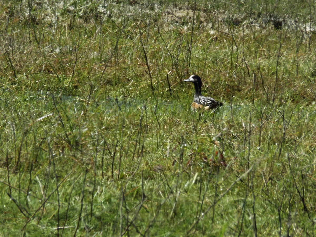 Chiloe Wigeon - ML609724416