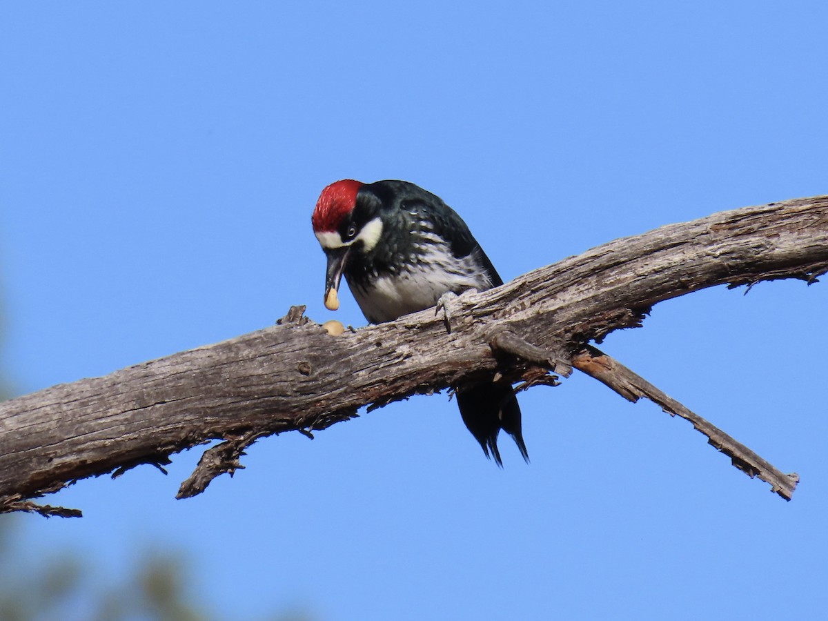 Acorn Woodpecker - ML609724494