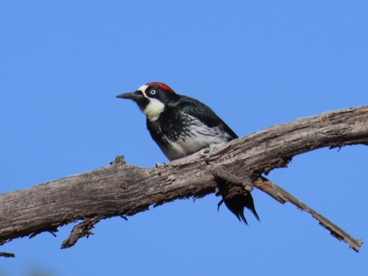 Acorn Woodpecker - ML609724495