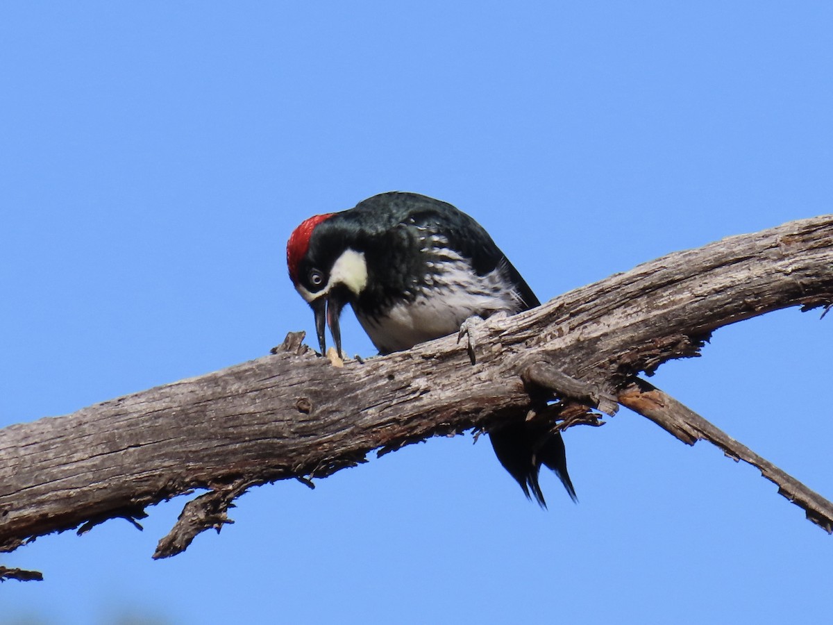 Acorn Woodpecker - ML609724496