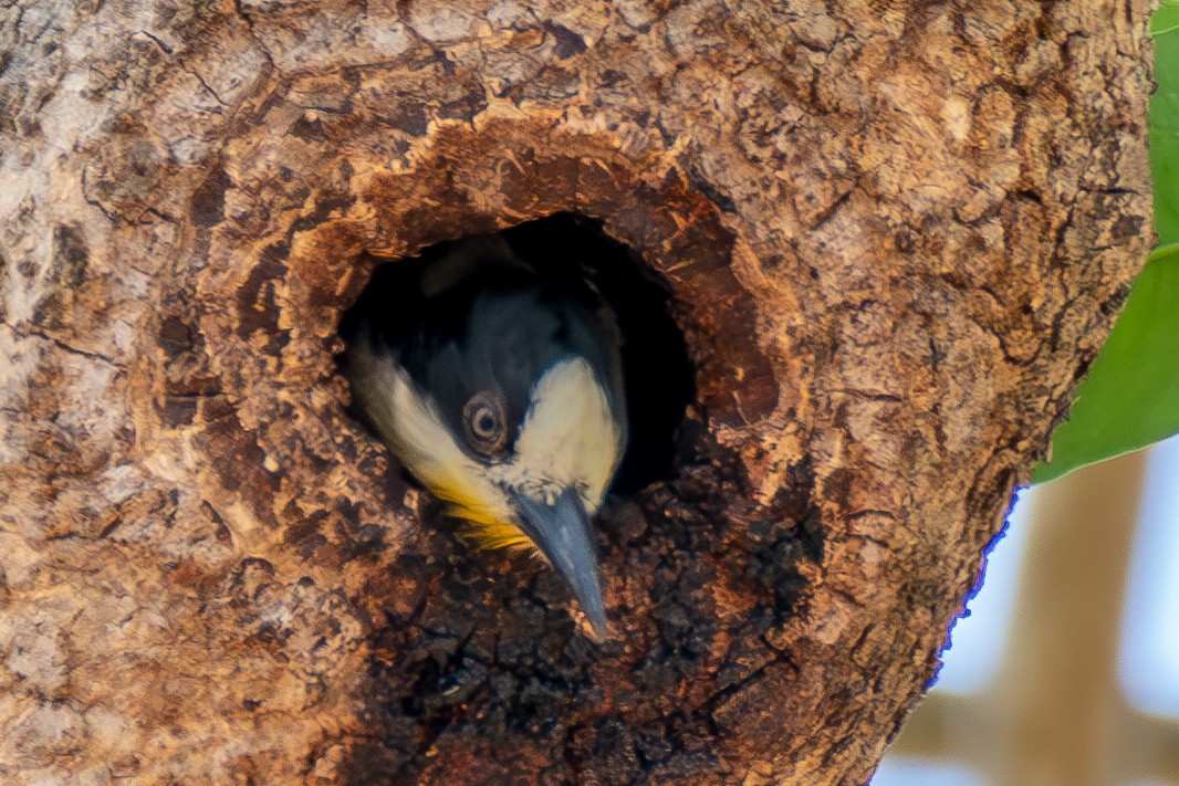 White-fronted Woodpecker - ML609724530