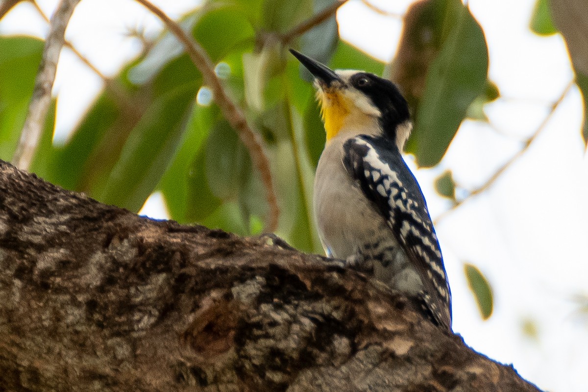 White-fronted Woodpecker - ML609724531