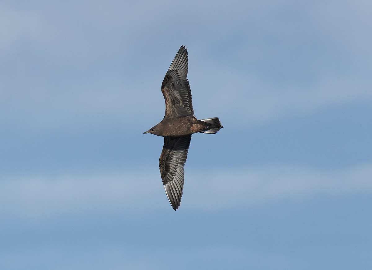 Parasitic Jaeger - ML609724553