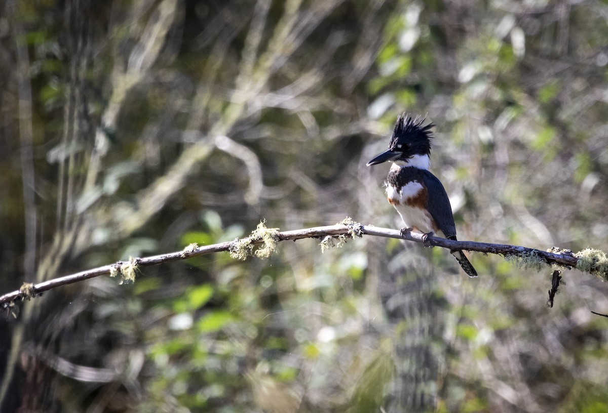 Belted Kingfisher - Pat Snyder