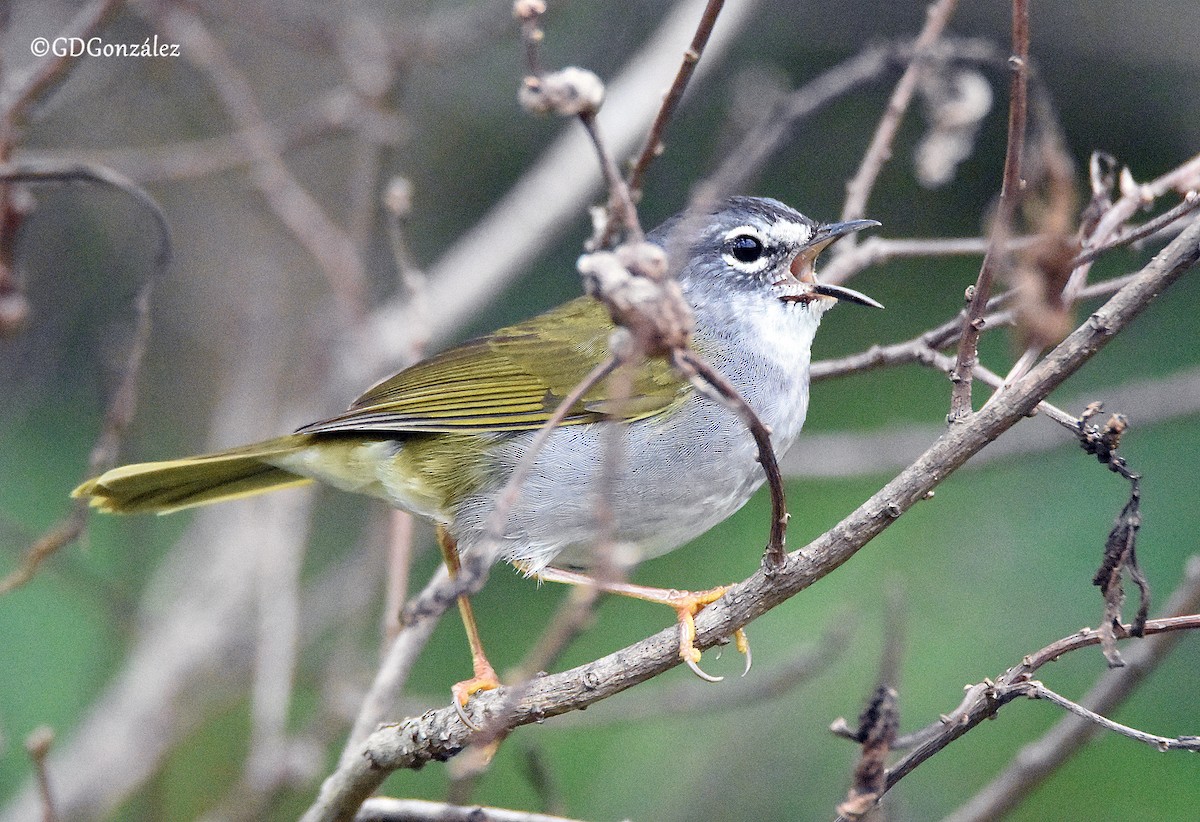 Olivflanken-Waldsänger - ML609724596