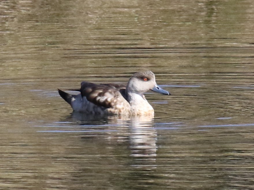 Crested Duck - Michael Collins