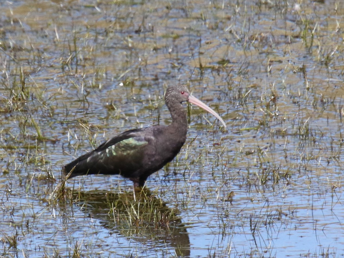 ibis andský - ML609724666