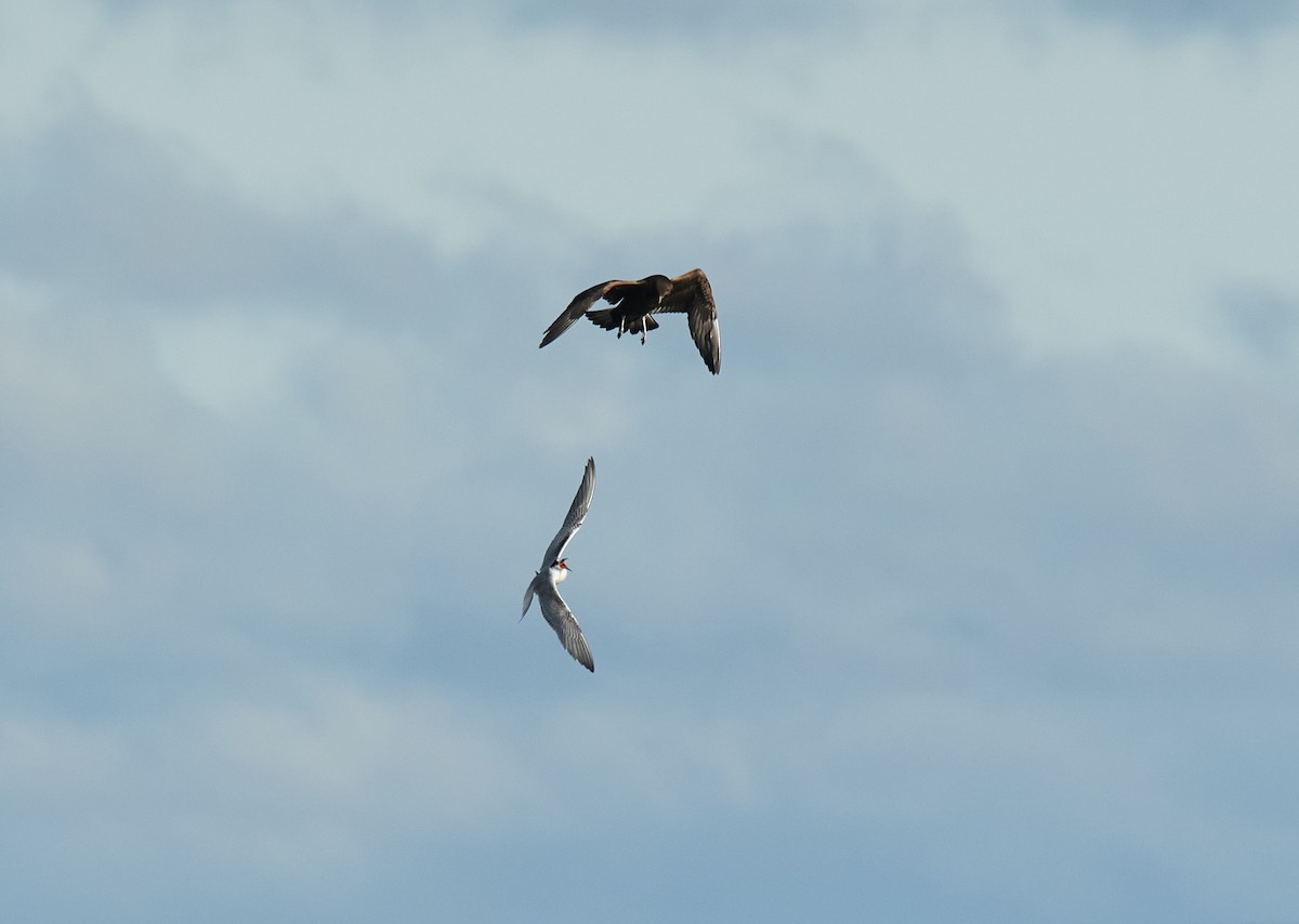 Parasitic Jaeger - ML609724672