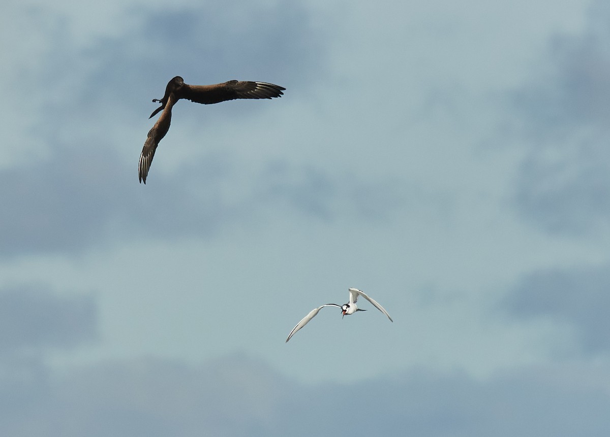 Parasitic Jaeger - ML609724687