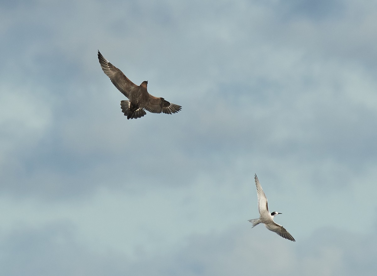 Parasitic Jaeger - ML609724700