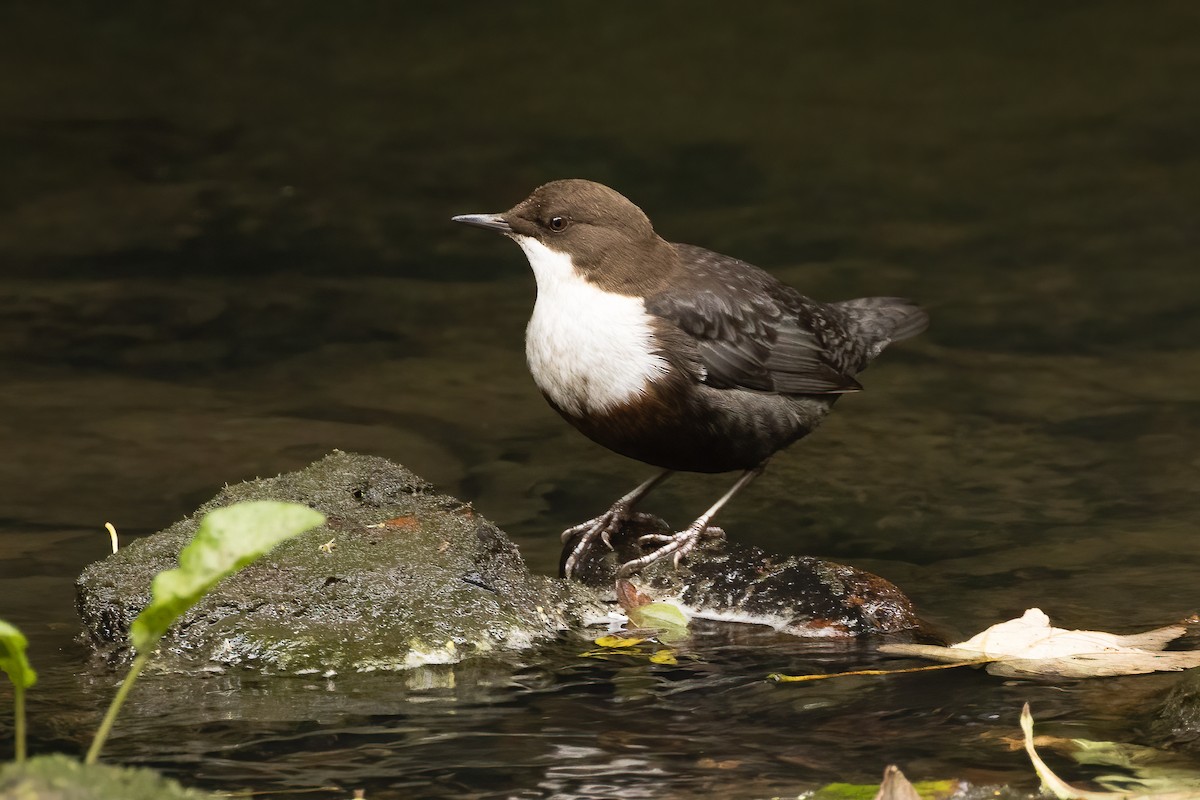 White-throated Dipper - ML609724706