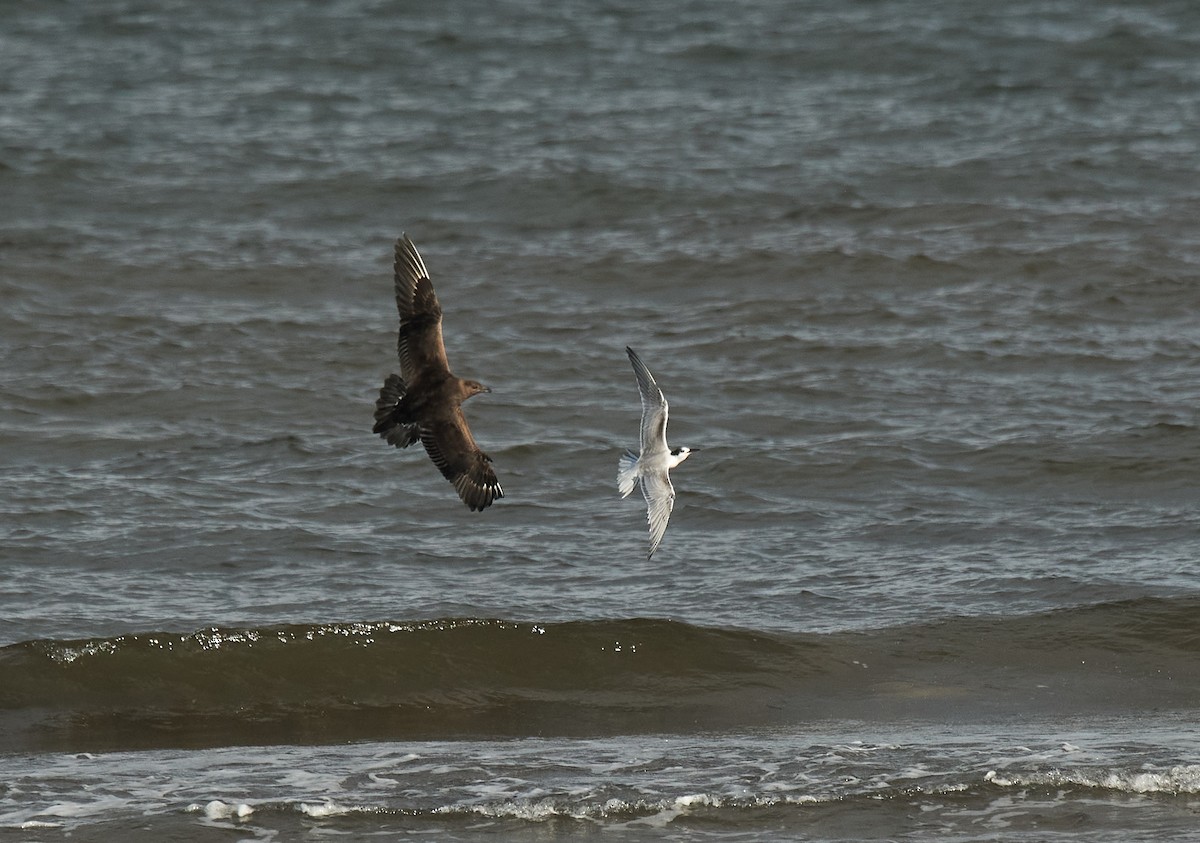 Parasitic Jaeger - Peggy Scanlan