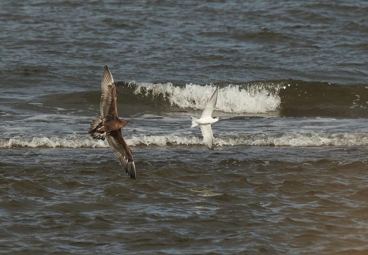 Parasitic Jaeger - ML609724744