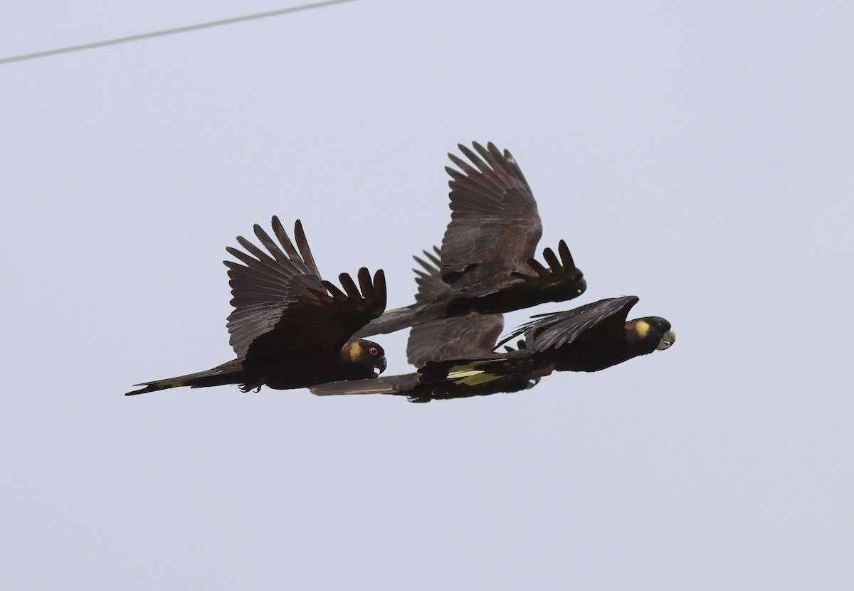 Yellow-tailed Black-Cockatoo - ML609724750