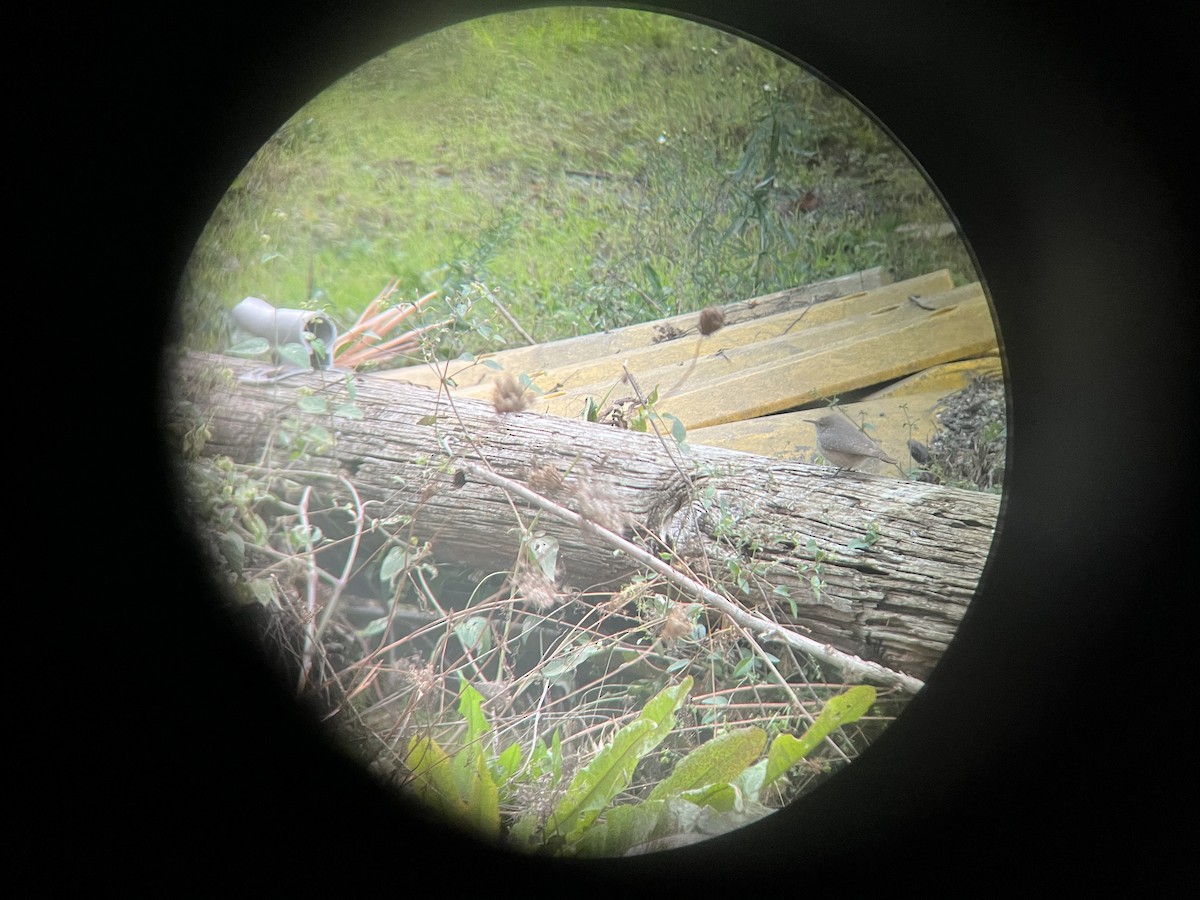 Rock Wren - ML609724905