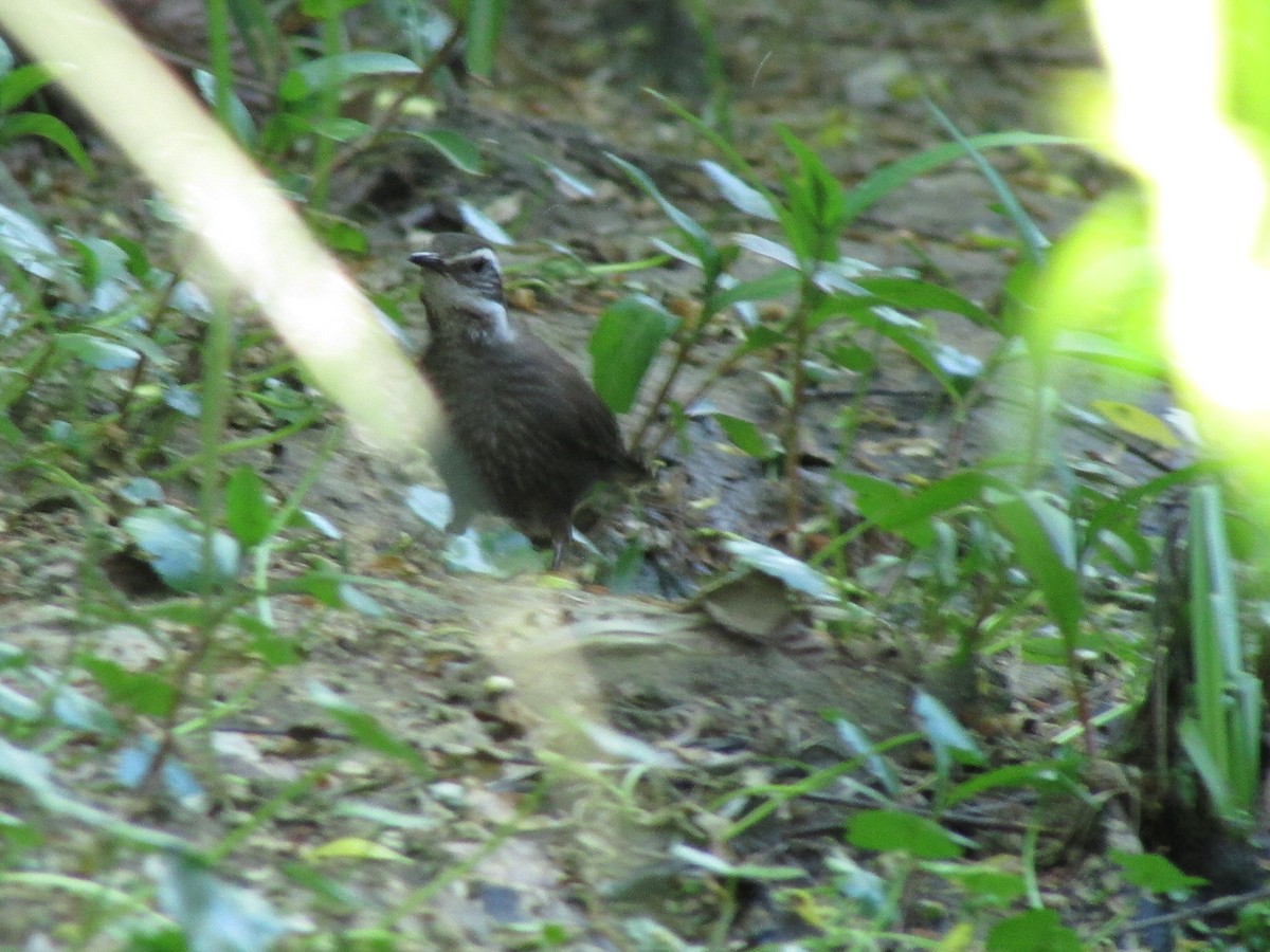 Dark-bellied Cinclodes - ML609724945