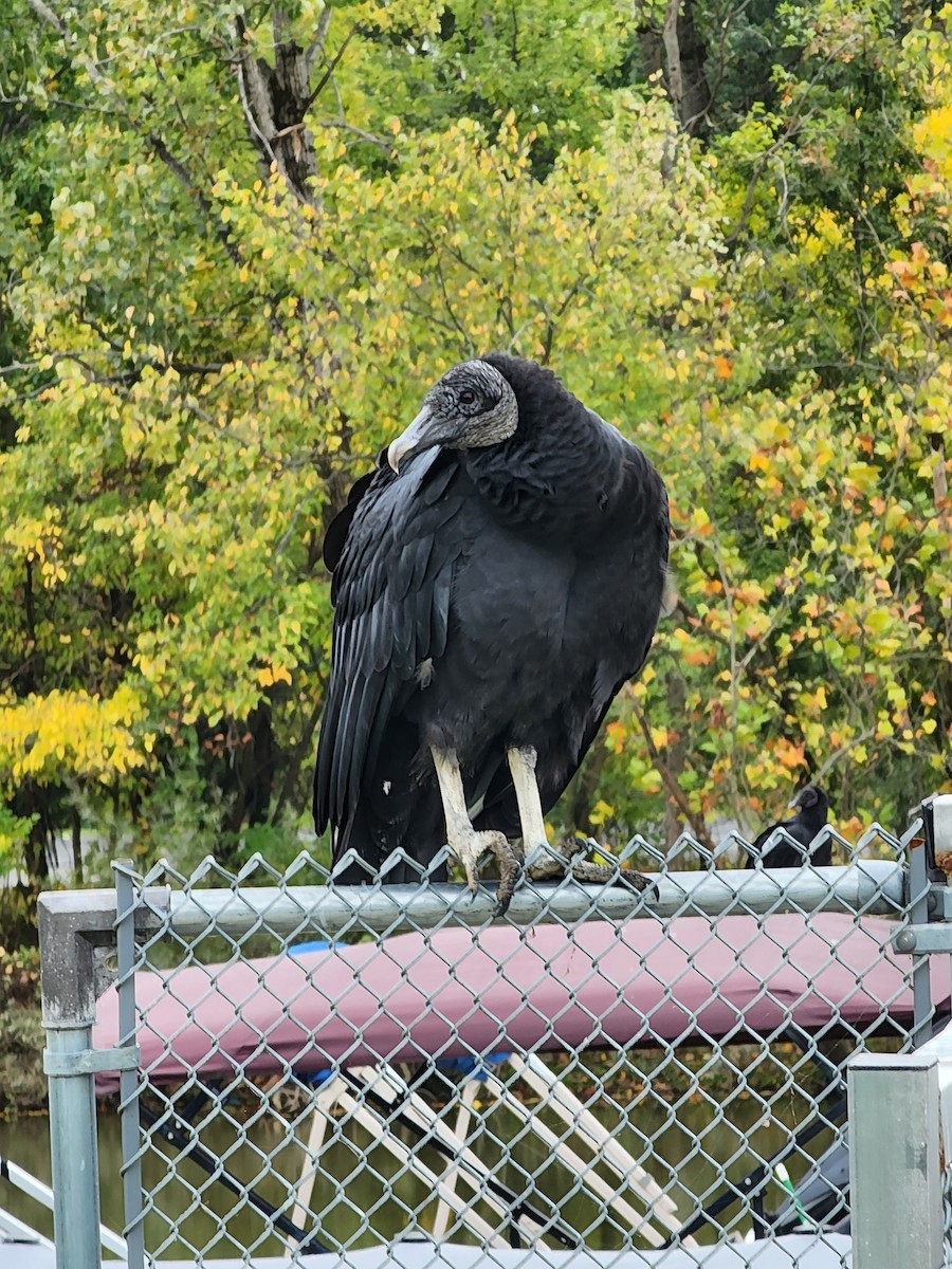 Black Vulture - ML609725007