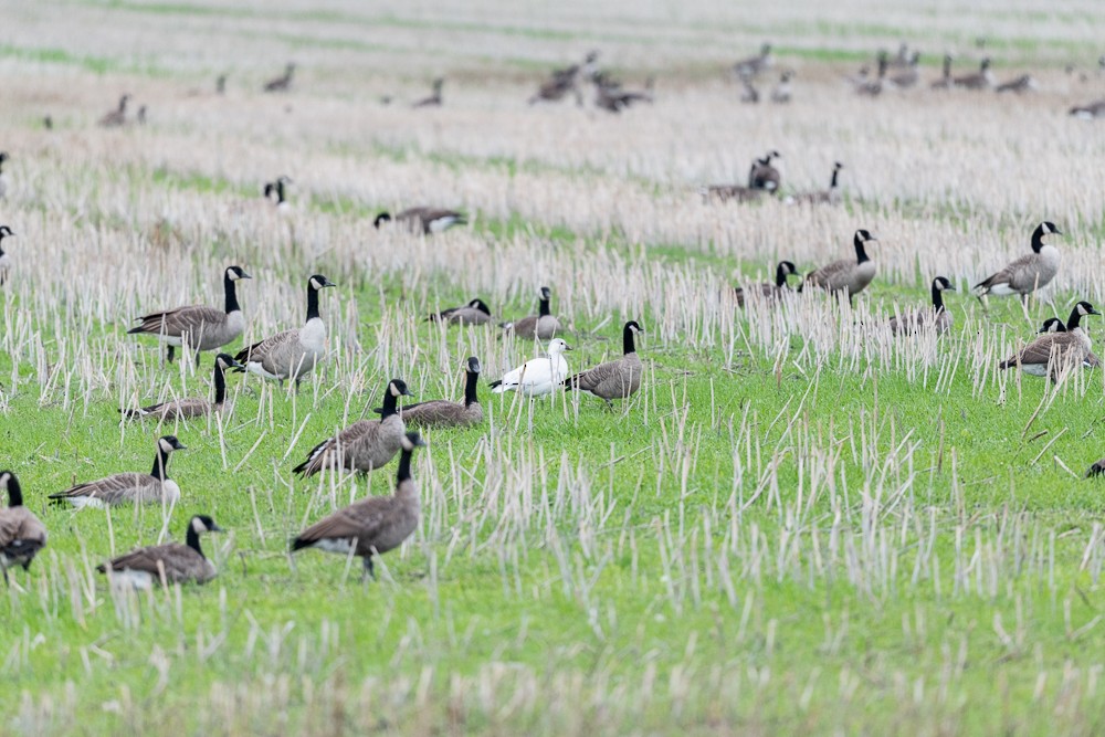 Ross's Goose - Claude Garand