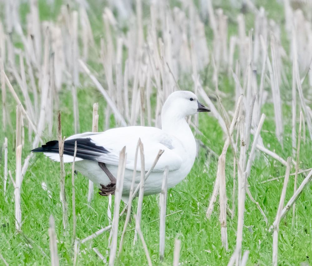 Ross's Goose - ML609725009