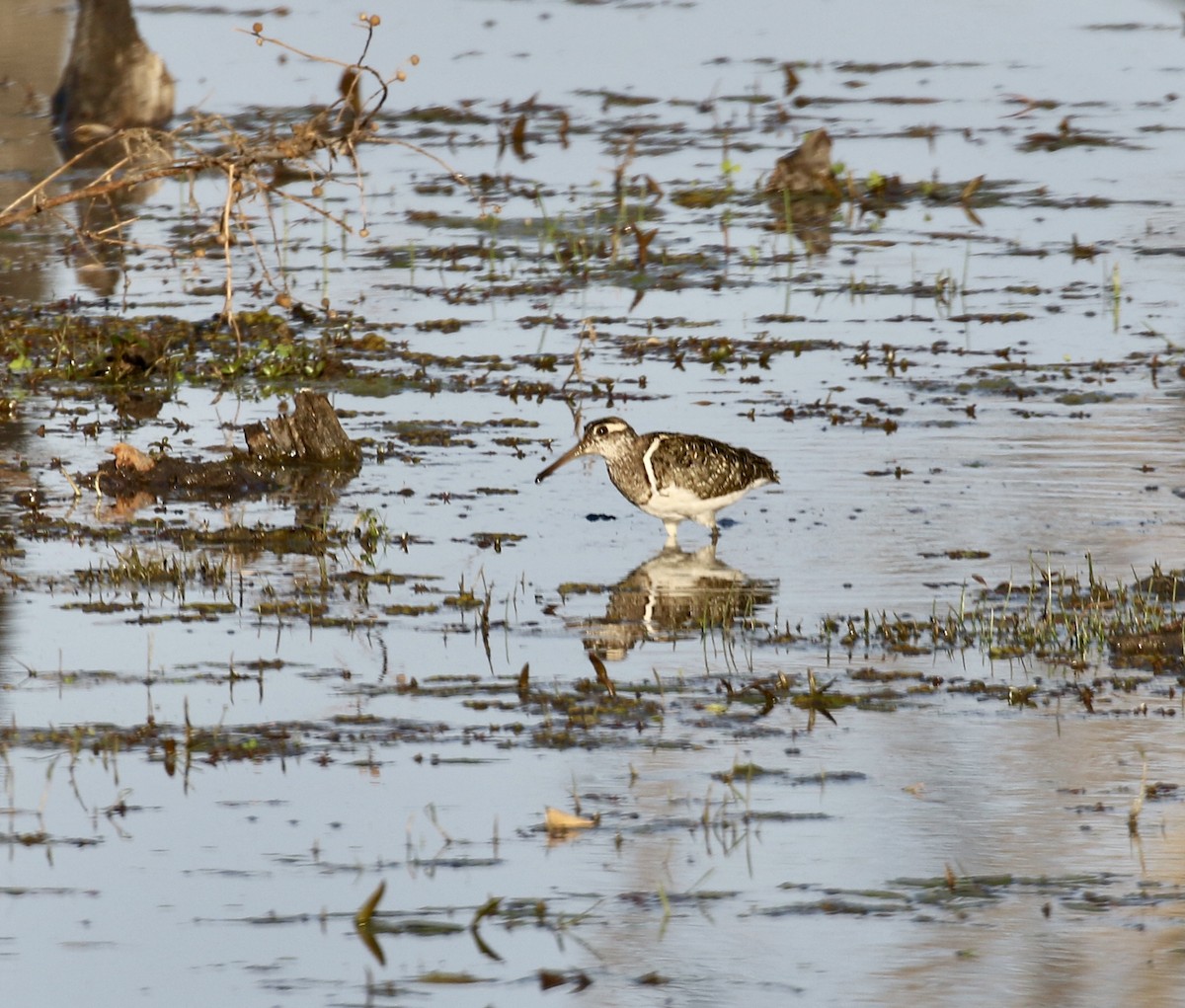 Greater Painted-Snipe - Mike O'Malley