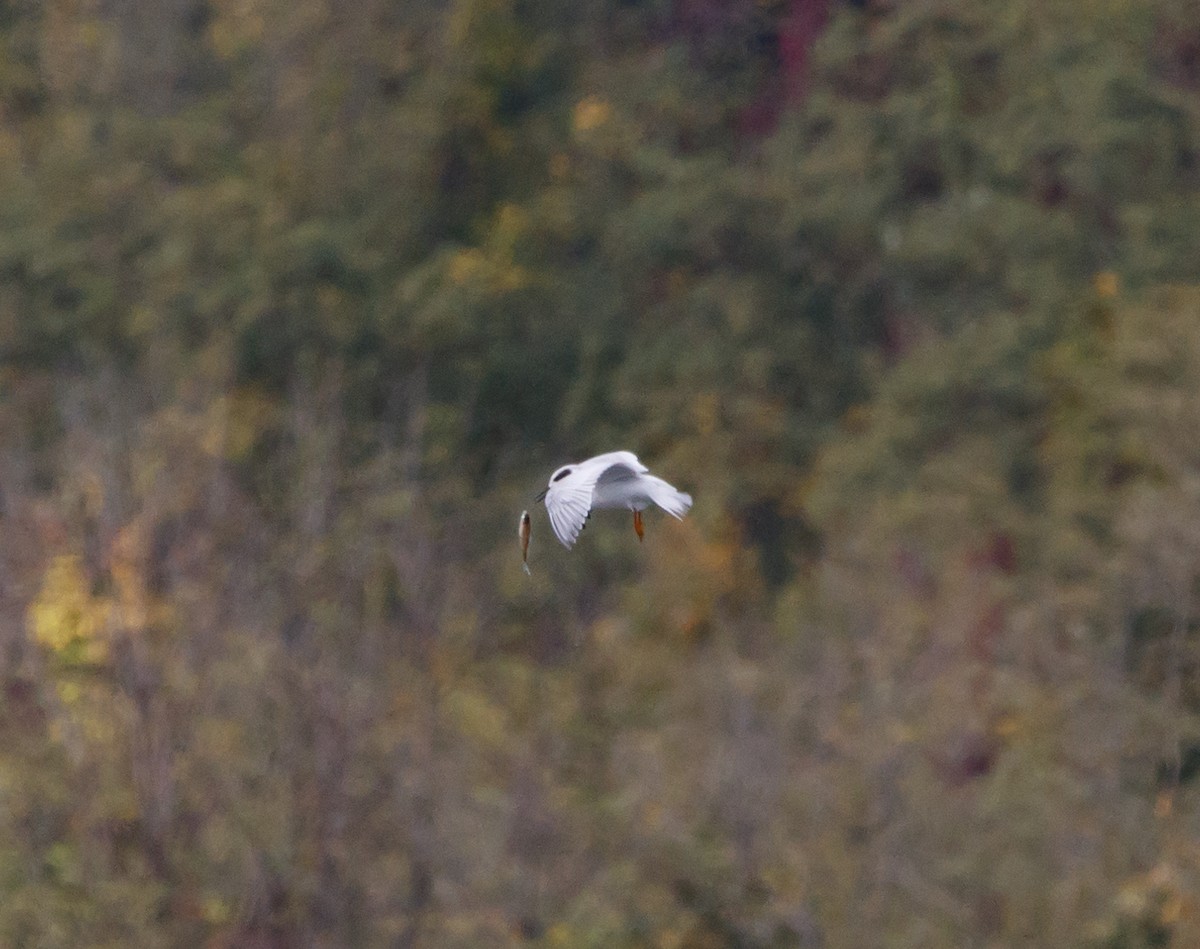 Forster's Tern - ML609725072