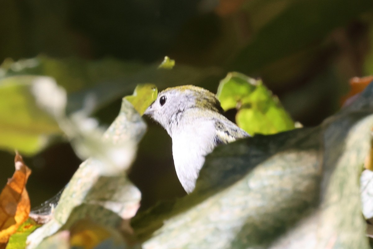 Chestnut-sided Warbler - William Rockey