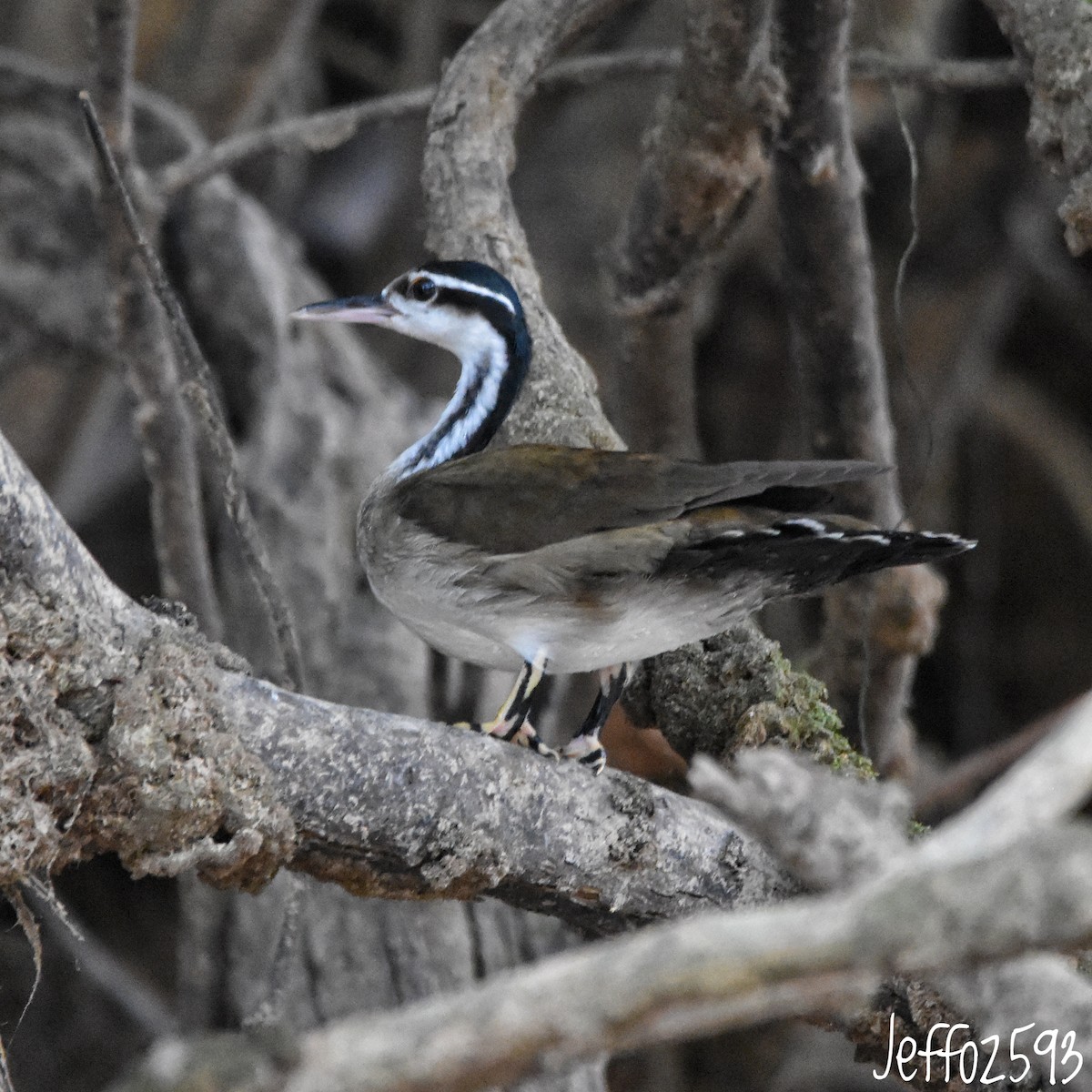 Sungrebe - ML609725099