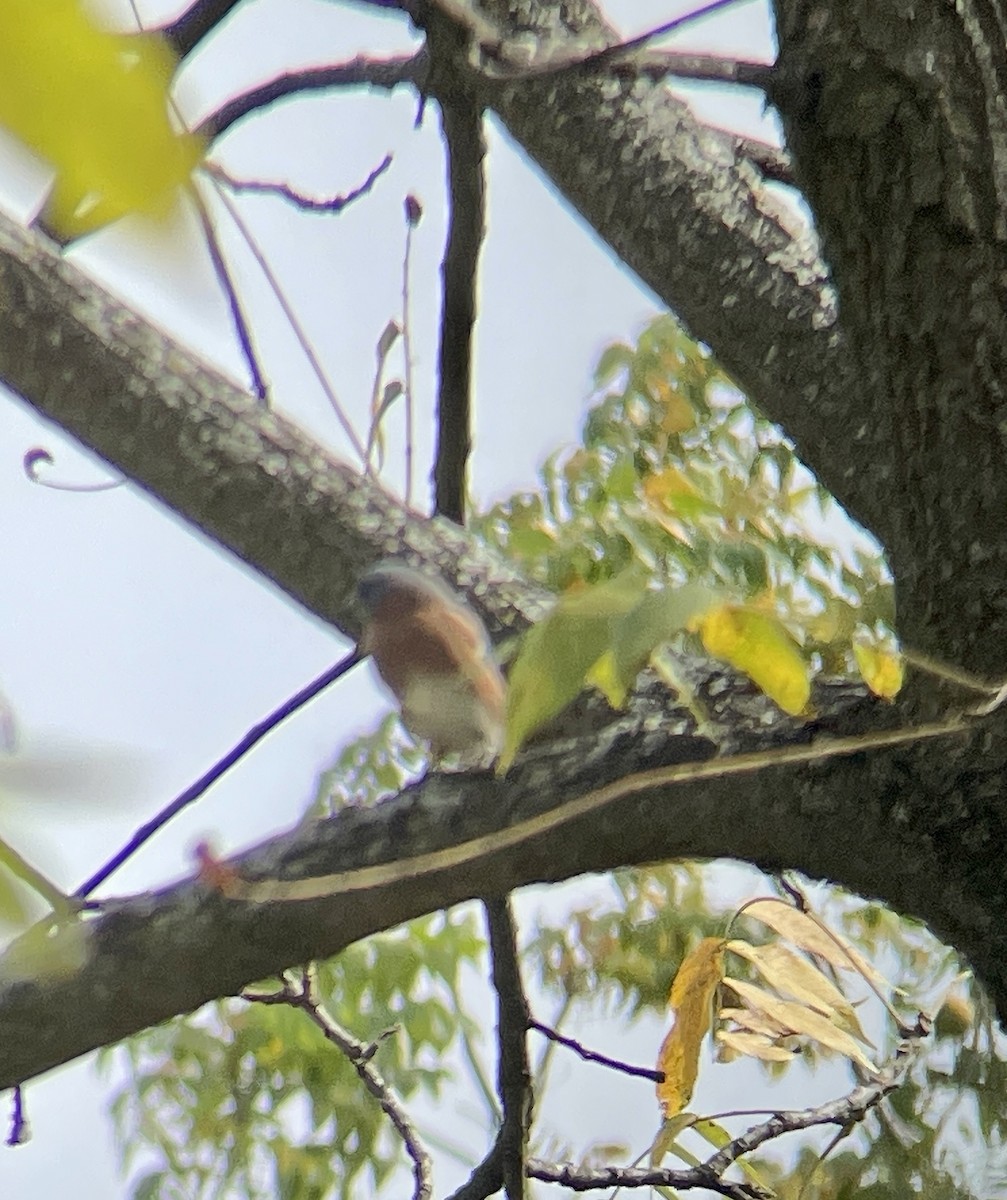 Eastern Bluebird - ML609725155