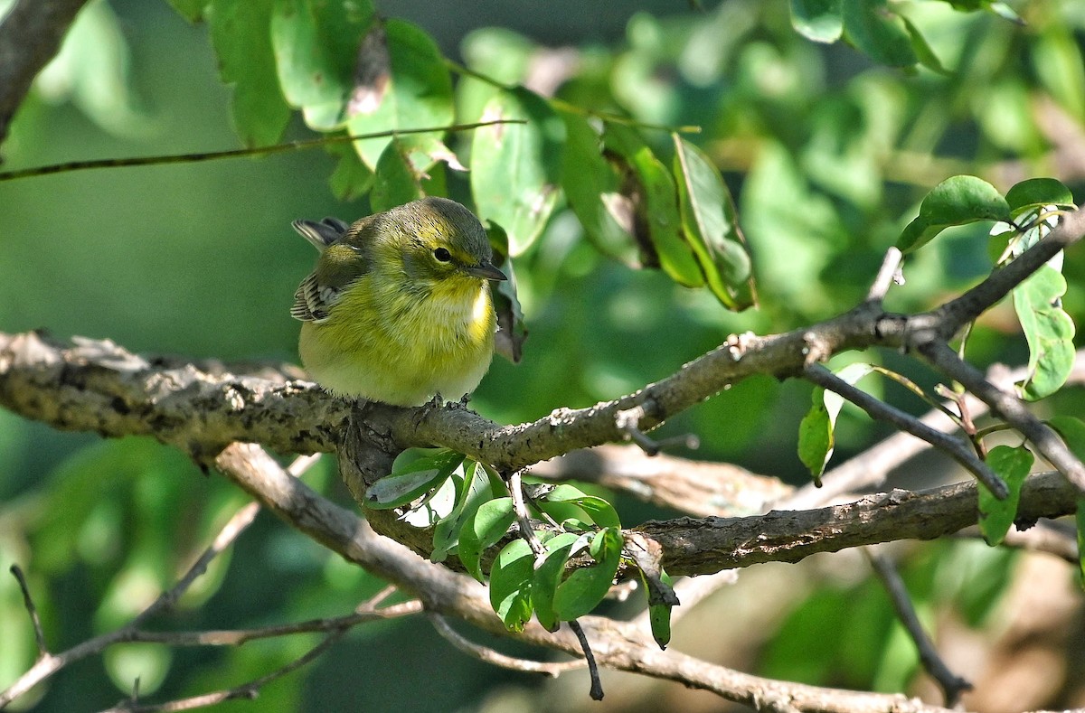 Pine Warbler - Bob Diebold