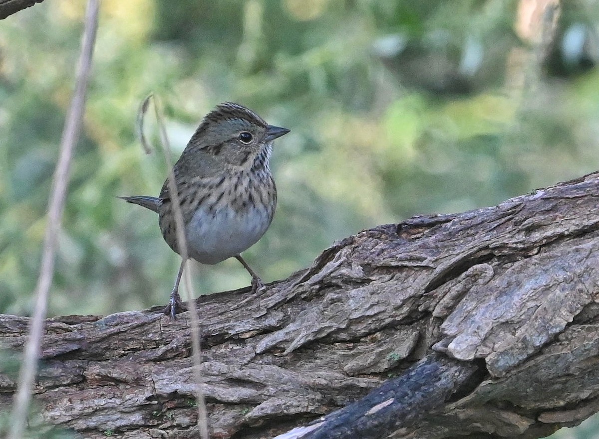 Lincoln's Sparrow - Bob Diebold