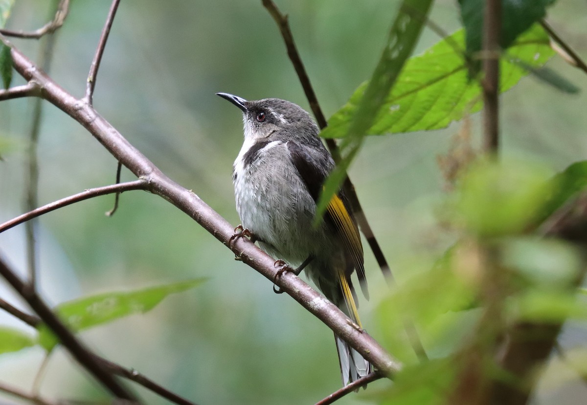 Crescent Honeyeater - Wayne Paes