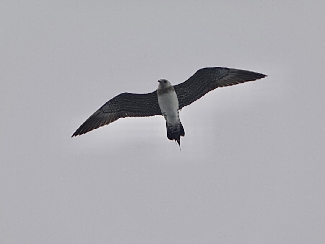 Long-tailed Jaeger - ML609725253