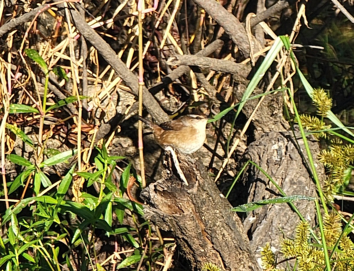 Marsh Wren - ML609725255