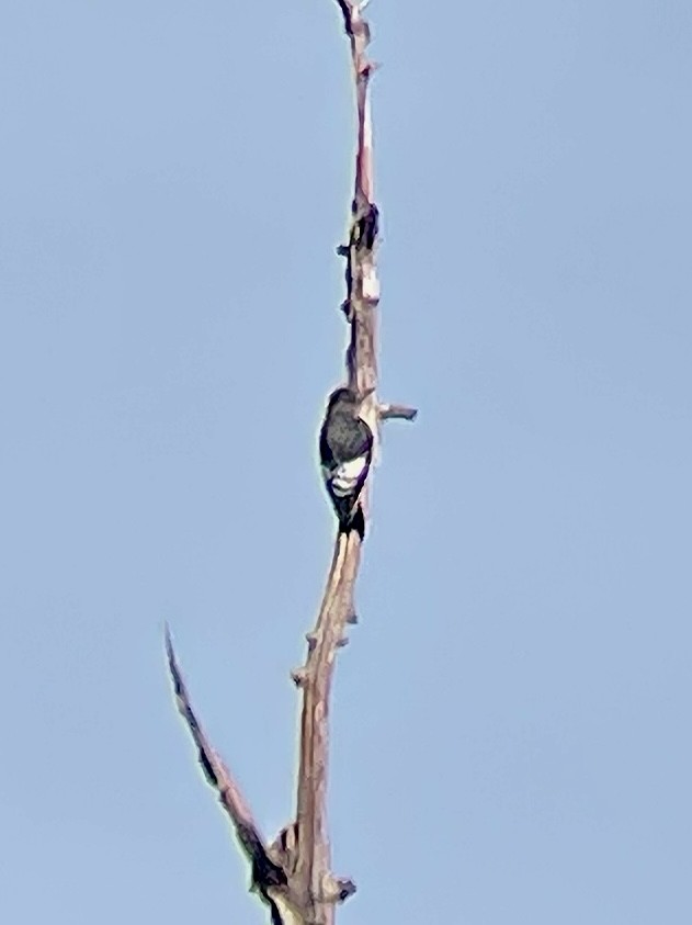 Red-headed Woodpecker - ML609725260