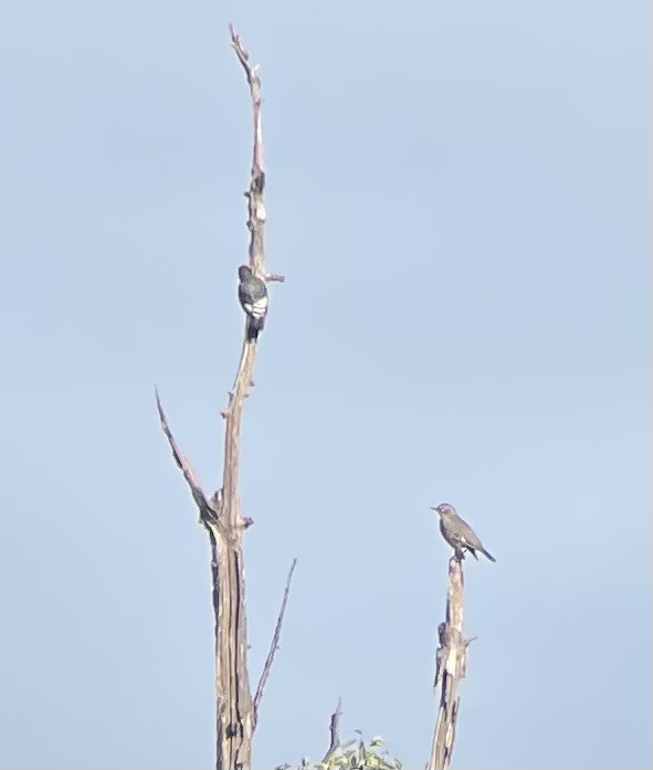 Red-headed Woodpecker - ML609725261