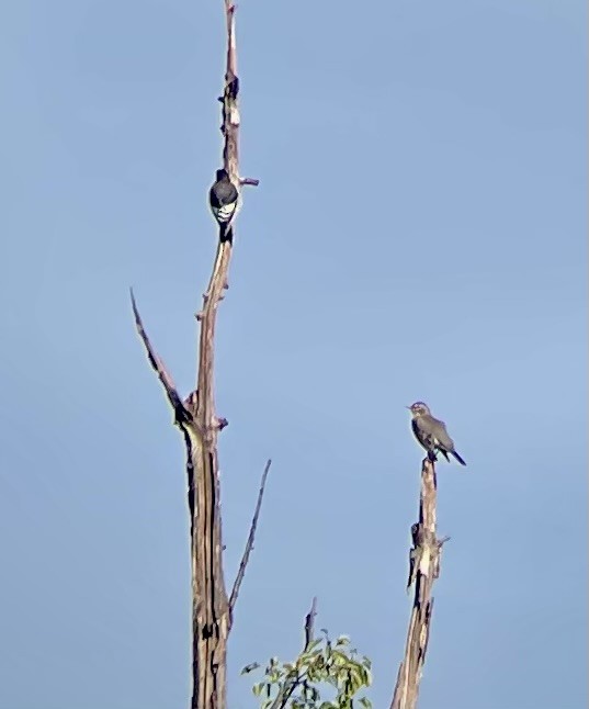 Red-headed Woodpecker - ML609725262