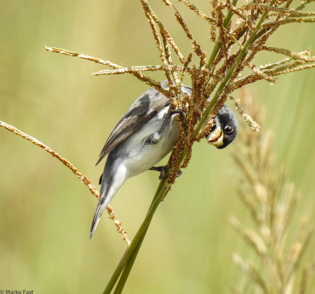 Double-collared Seedeater - ML609725294