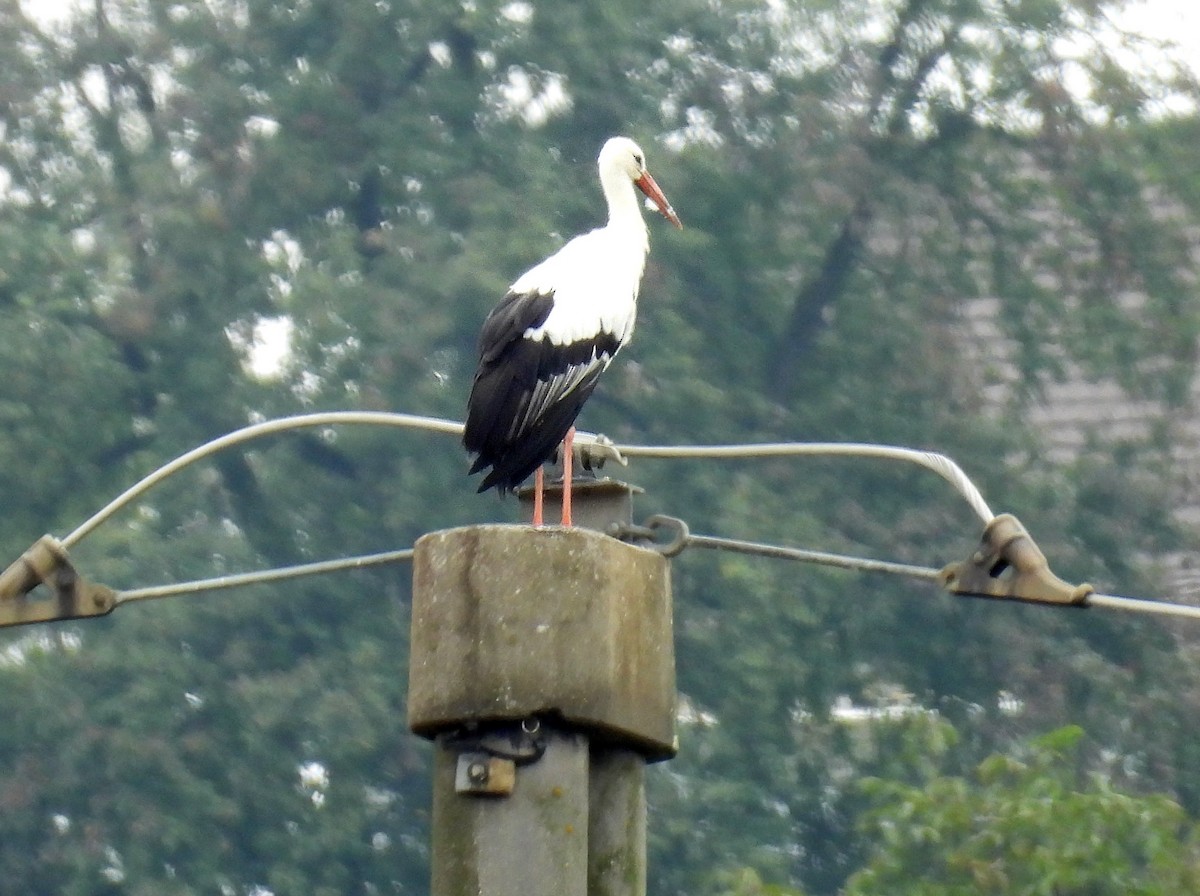 White Stork - ML609725302